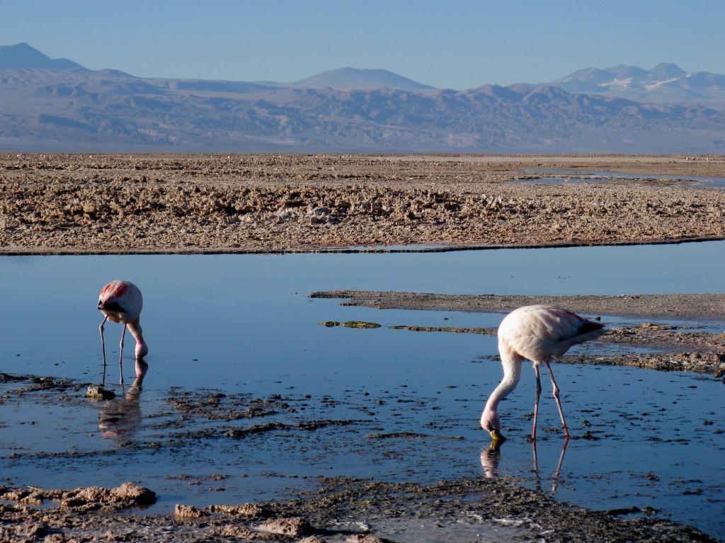 Flamingos in the Salar de Atacama. Photo: Steve Peterson