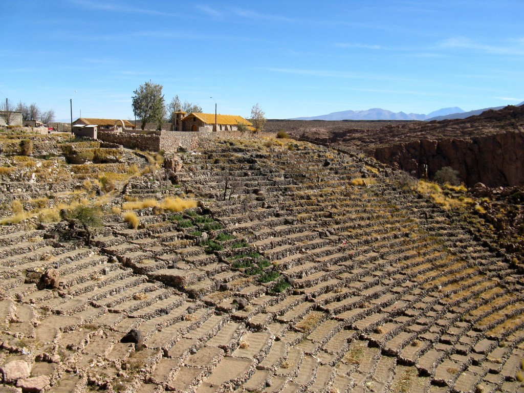 Terracing in Toconce. Each family group gets a certain section of the terrace to work. Irrigation flooding happens on a set schedule worked out cooperatively. Photo: Steve Peterson
