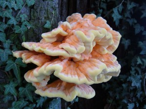 fungi-mushroom |Description=Laetiporus sulphureus-chicken of the woods |Source=Own work |Date=2006-08-13 |Author= Lee collins }}