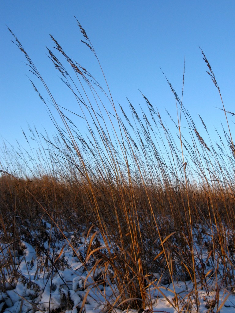 Indian grass from the prairie on the hill above my house.